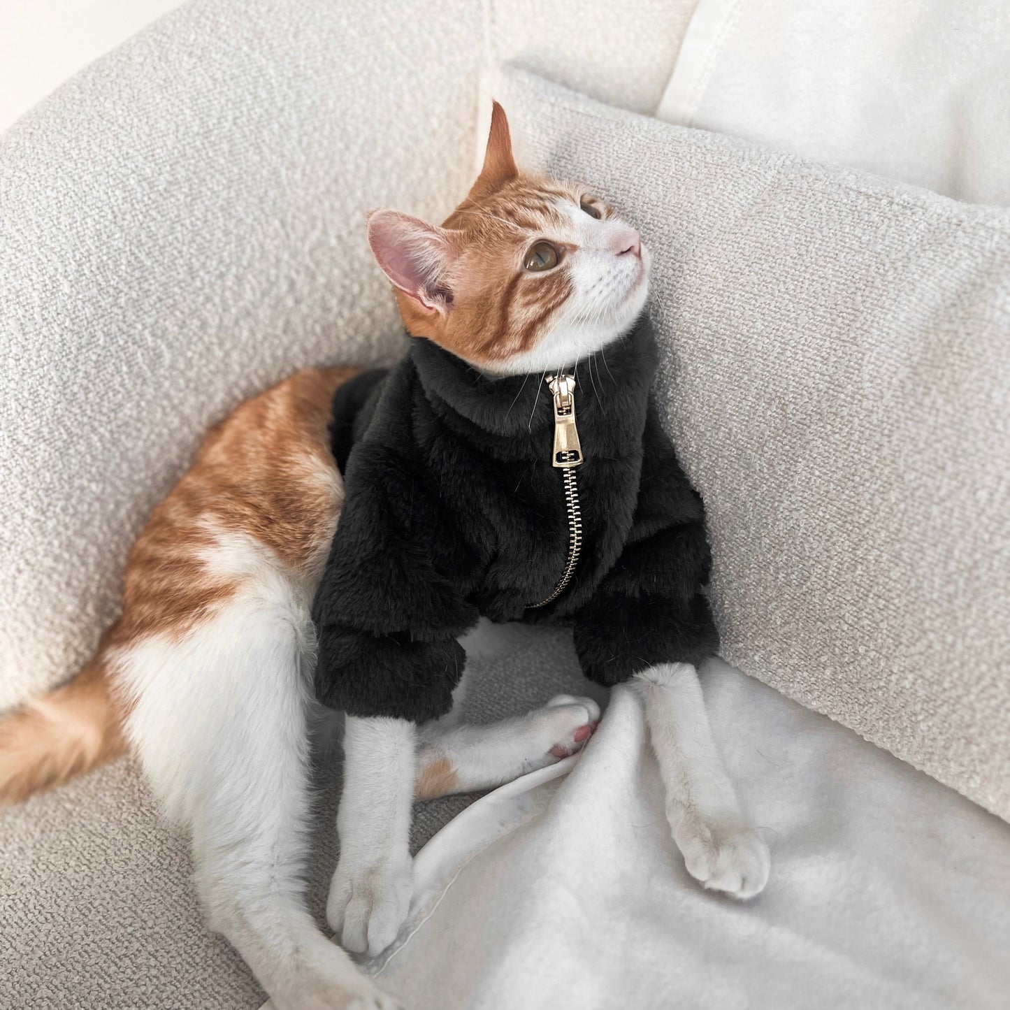 Furi Pet Coat - Noir - Pet Apparel - Elise Galleria