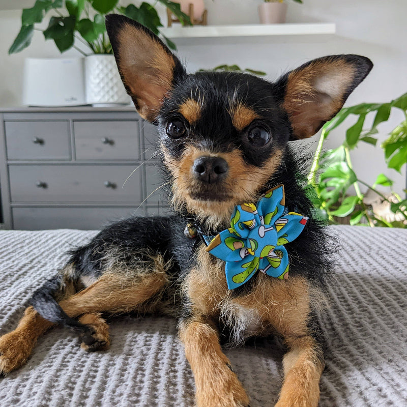 Cinco Fiesta Pinwheel Pet Collar Attachment - 2 Sizes