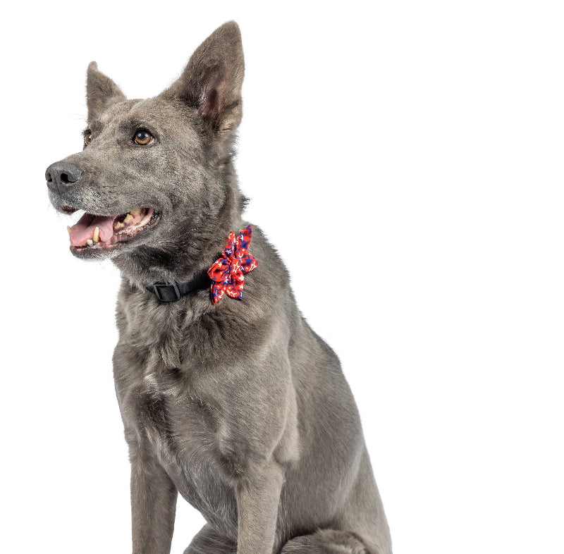 Patriot Stars Pinwheel Pet Collar Attachment - 2 Sizes