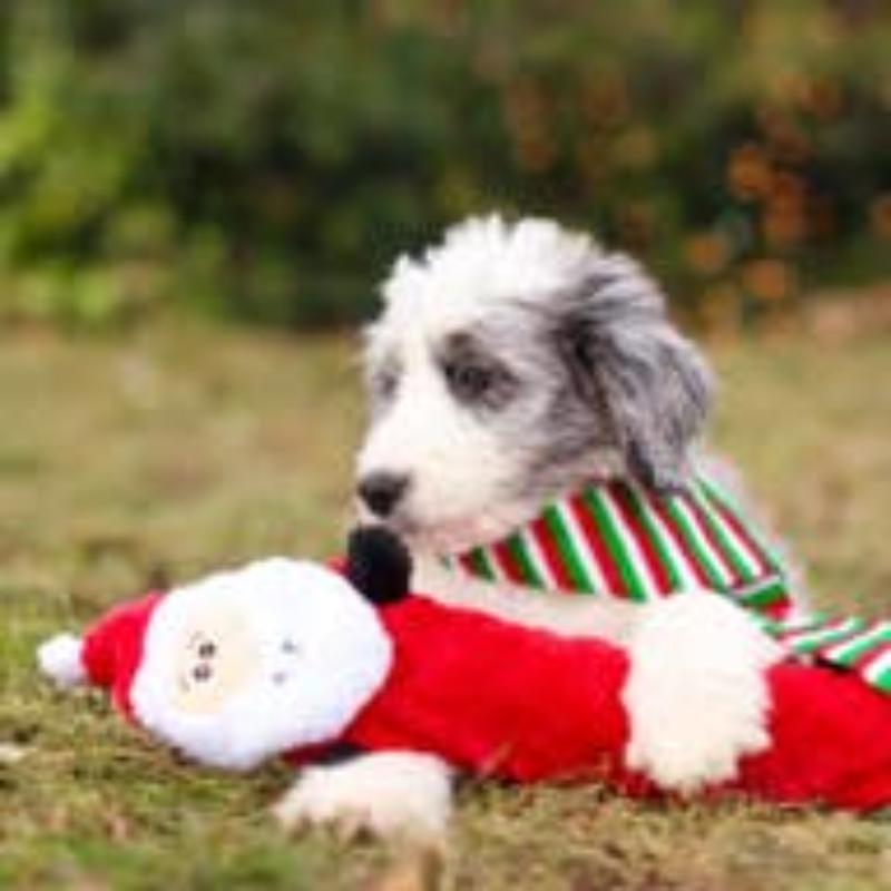 Jigglerz Santa Dog Toy