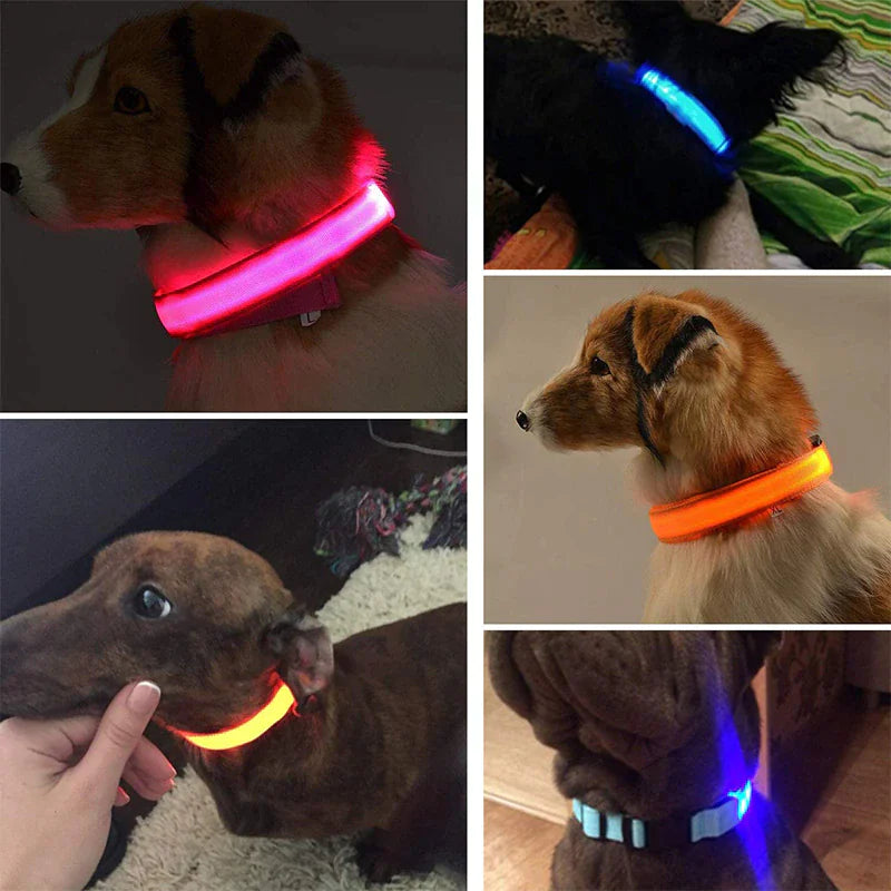 Royal Luminous Safety Pet Collar Adjustable LED Night Visibility ๐ก๐