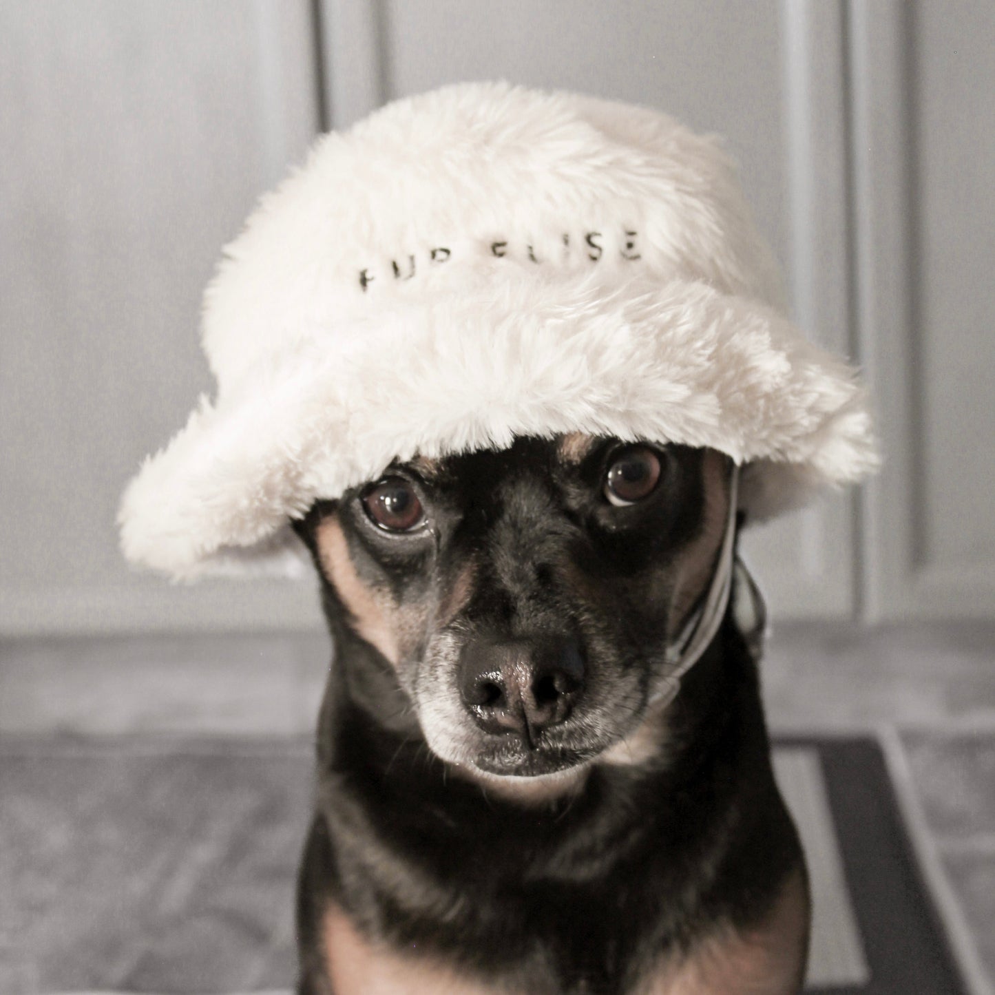 Furi Pet Hat - Bone - Pet Hat - Elise Galleria