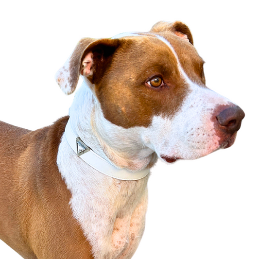 Starlight Howl Collar Charm Set - Purrfect Pet Kingdom