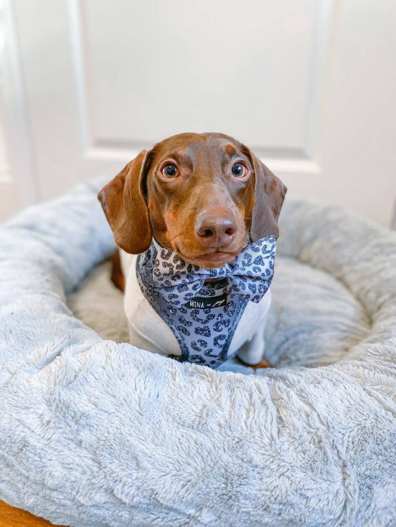 You’re So Glam Leopard Silver Ombre Bow Tie Dog Collar Attachment
