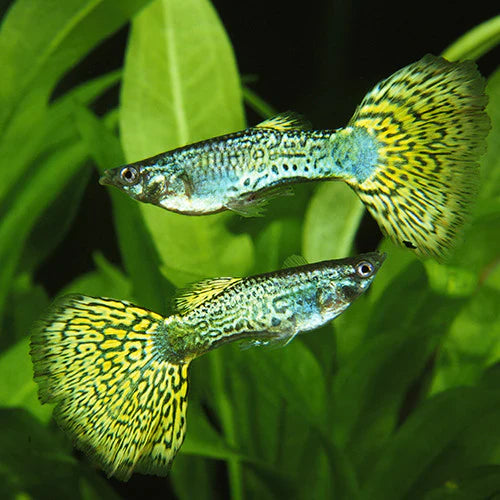 Green Platinum Guppy (1 Pair)