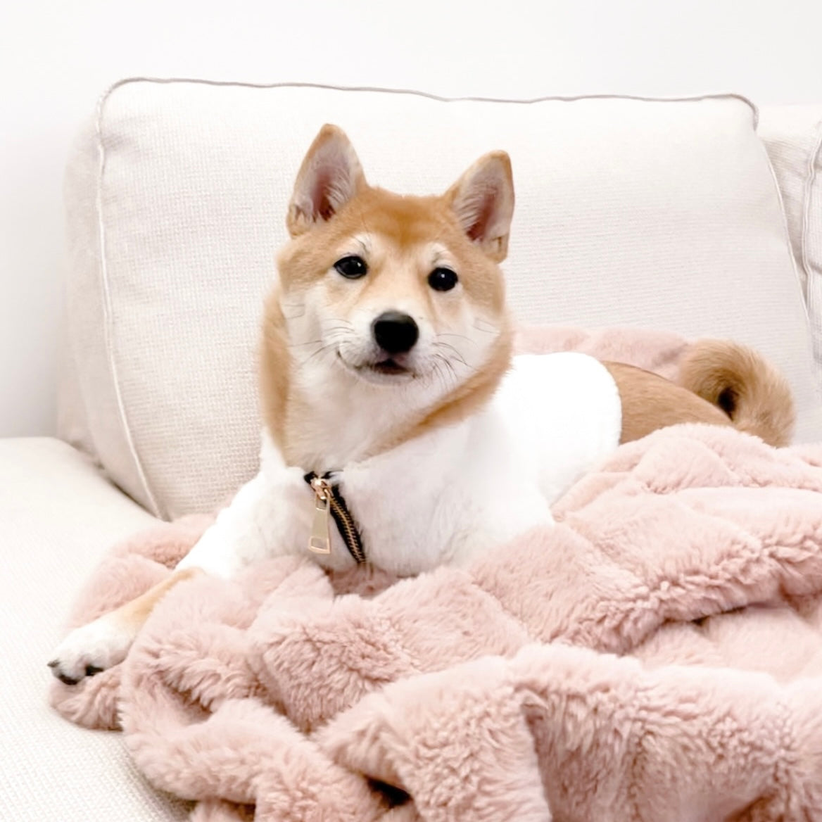 Furi Pet Coat - Bone - Pet Apparel - Elise Galleria