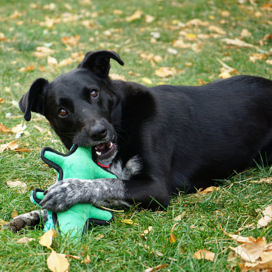 KONG Ballistic Alligator Medium Large Fetch Dog Toy Durable - detail view