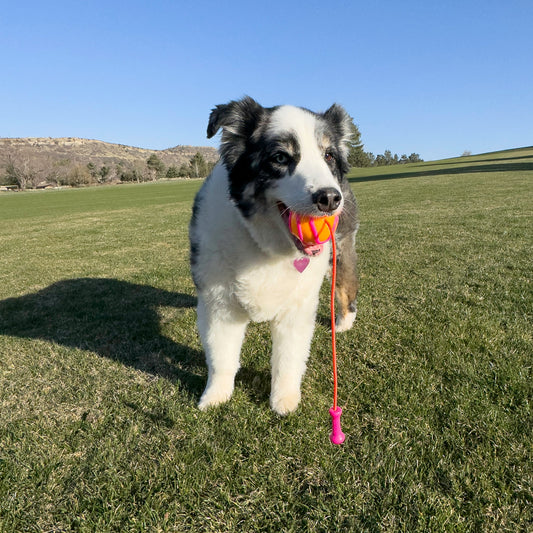 Kong Bunji High-Viz Ball Assorted