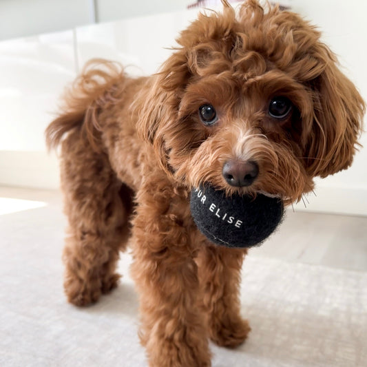 Classic Tennis Ball - Noir - Tennis Ball - Elise Galleria