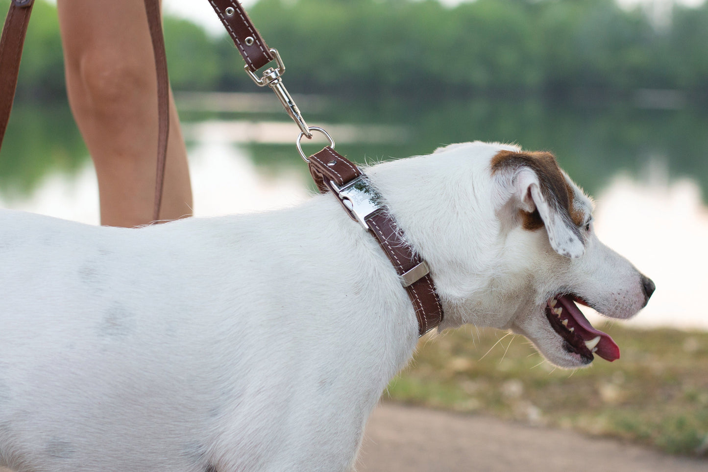 Dog Collar Pro Line Hunting Chocolate Leather Leash Essentia - detail product image for dog collar
