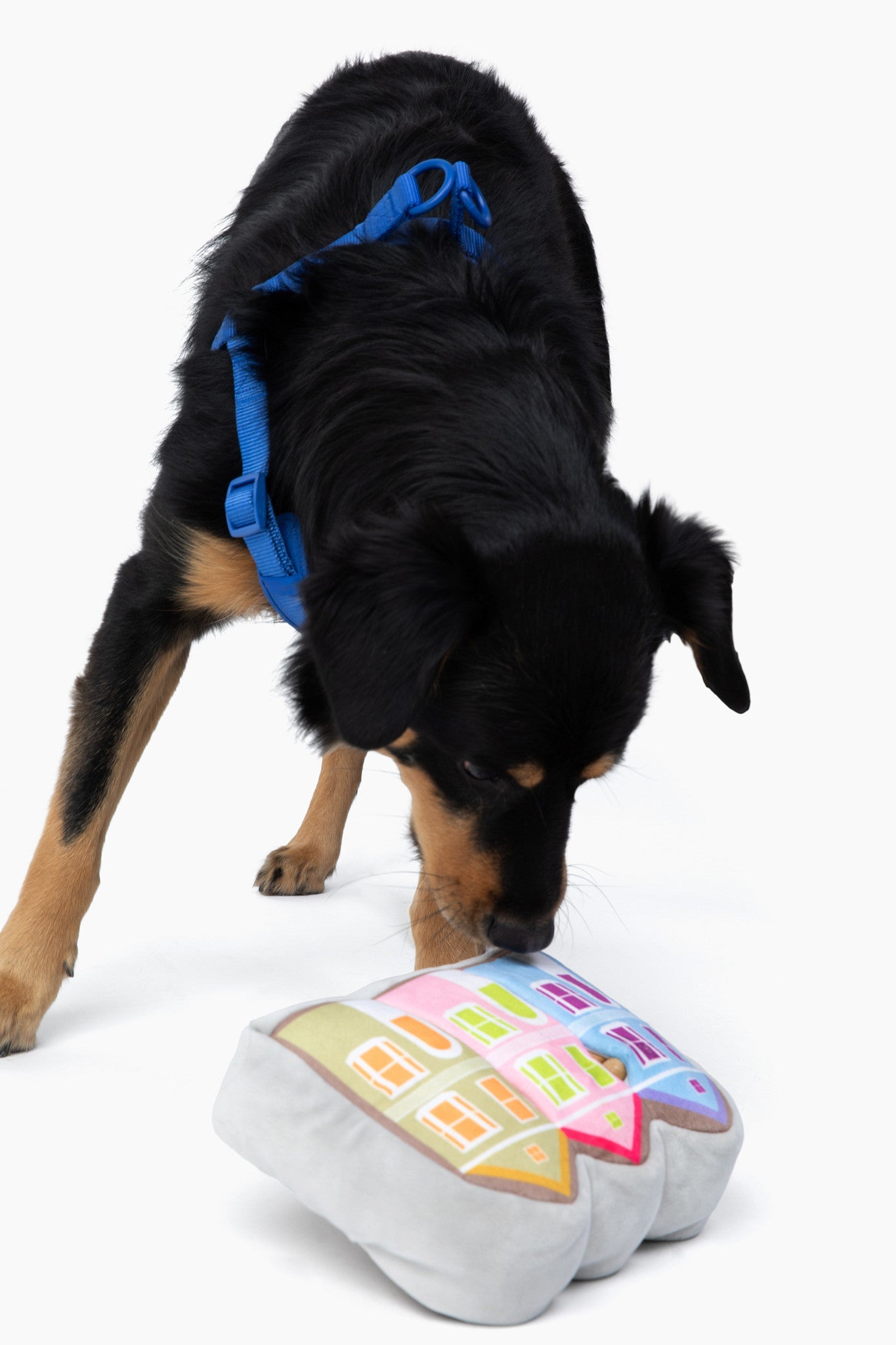 Painted Ladies Nose Work Dog Toy - Purrfect Pet Kingdom