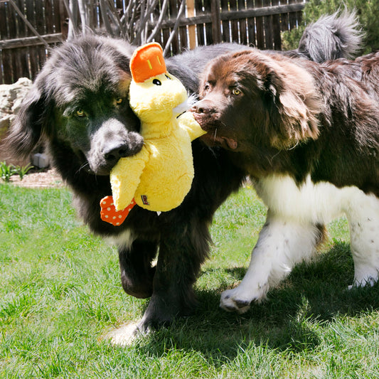 Kong Comfort Duck X - Large - Kong Dog Toys - The Family Pet