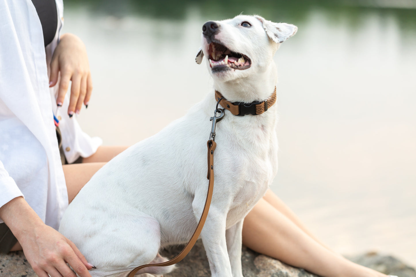 Celtic Sport Earth Brown Leather Dog Collar - Dog Harnesses - Euro - Dog Collars and Leads