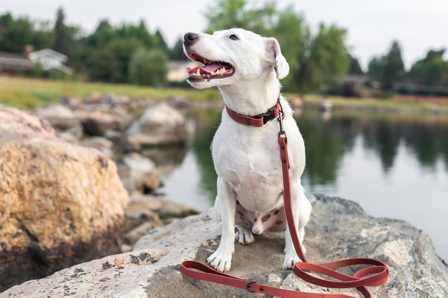 Dog Collar Celtic Sport Coral Reef Leather Collar Essential - size and texture image for dog collar