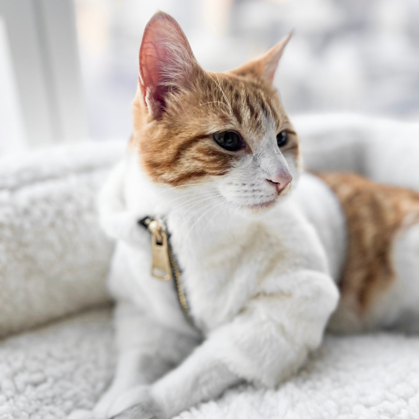 Furi Pet Coat - Bone - Pet Apparel - Elise Galleria