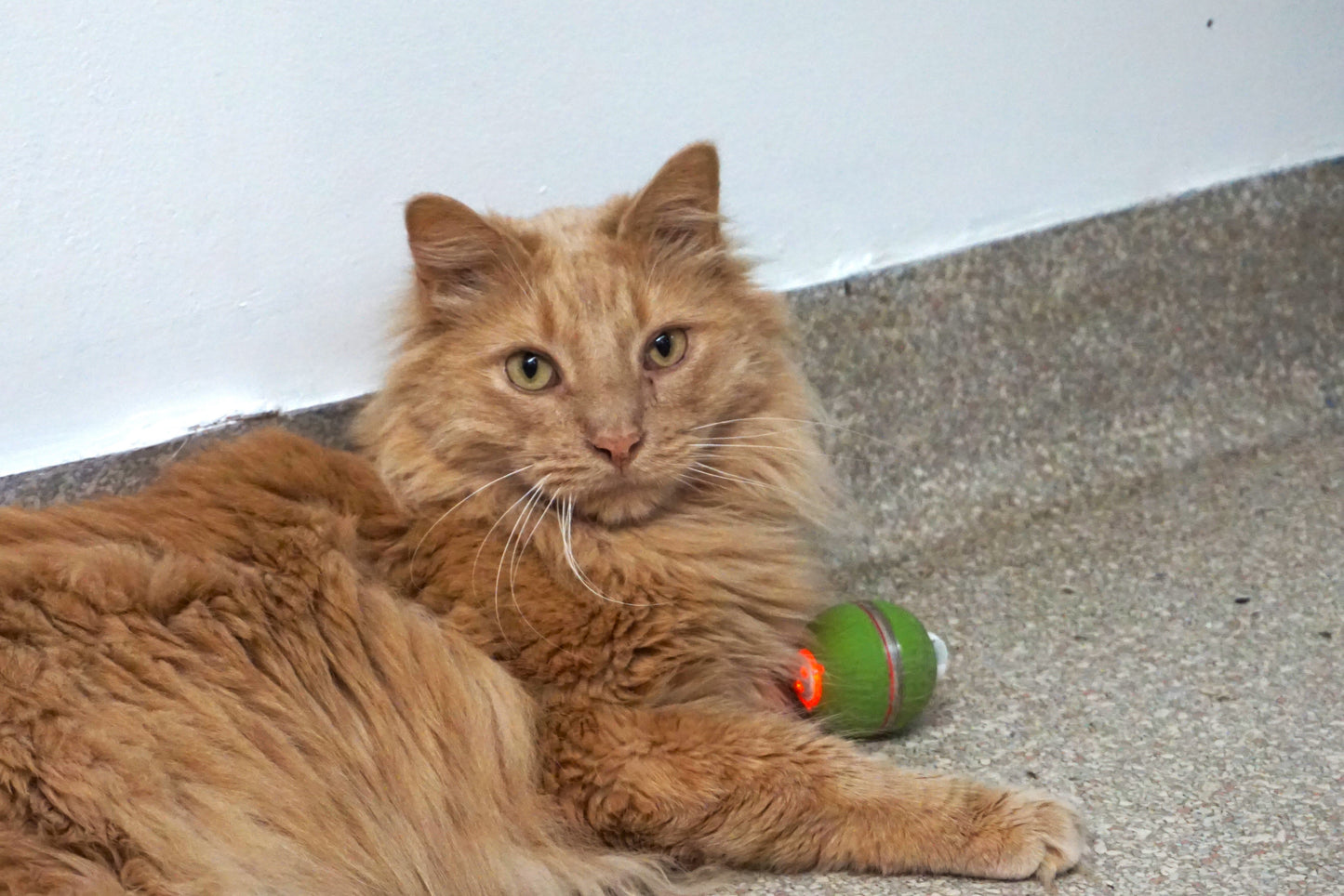 Cat Toy HuggleKats PlayKat Interactive Toy for Daily Use - gallery product image for cat toy