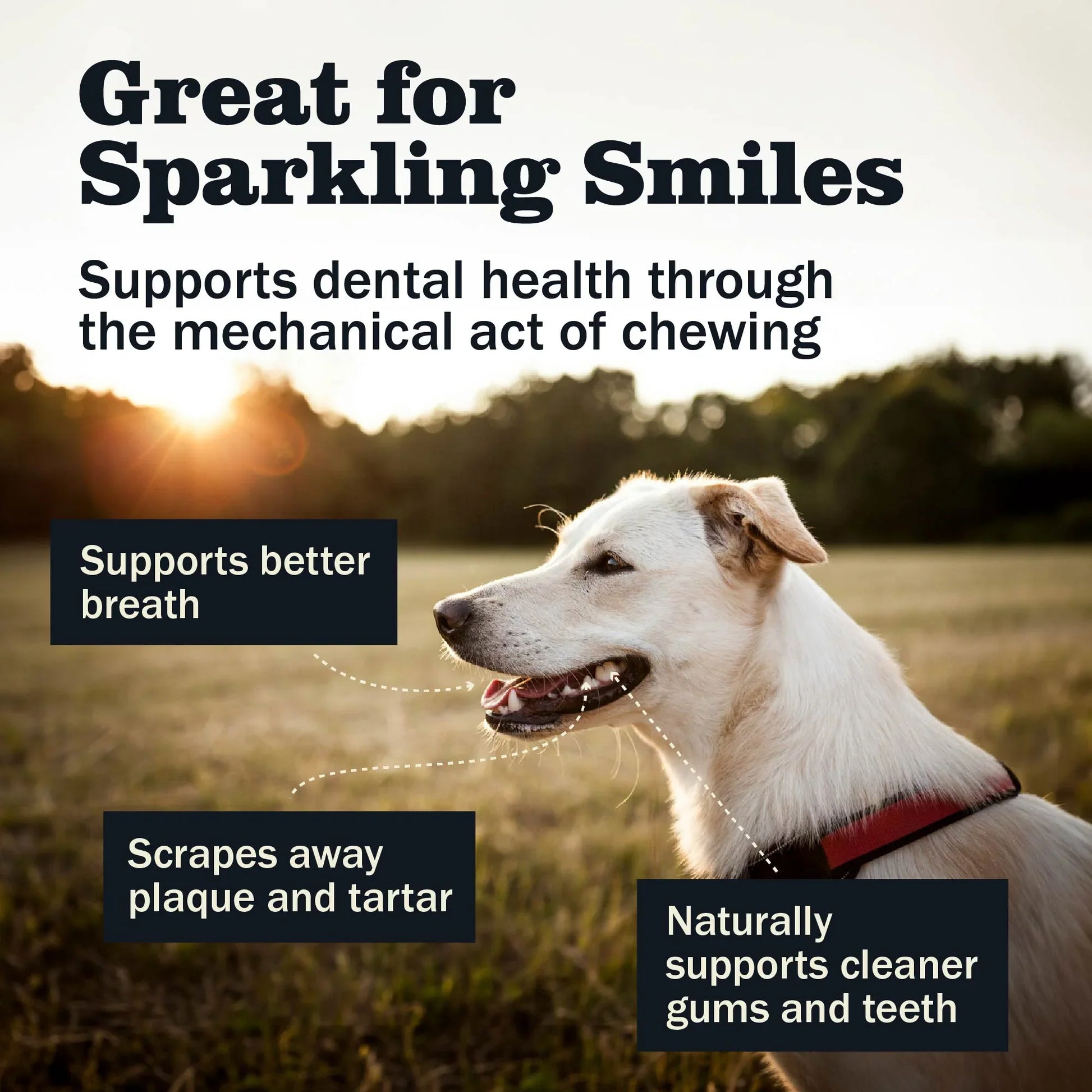 Redbarn Dog Bully Springs (0.68oz) - Dog Chews - The Family Pet