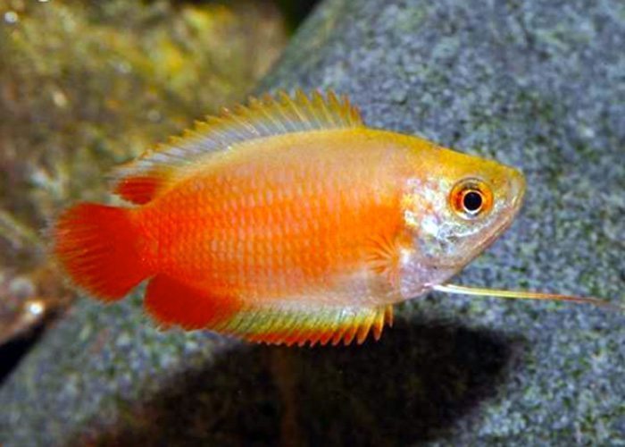 Red Honey Dwarf Gourami Live Tropical Fish