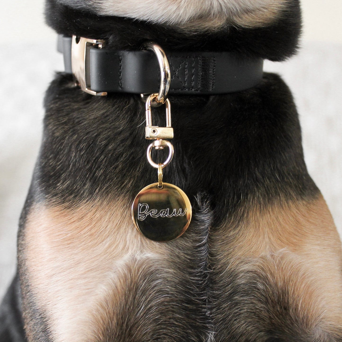 Elise Collar - Noir - Pet Collars - Elise Galleria