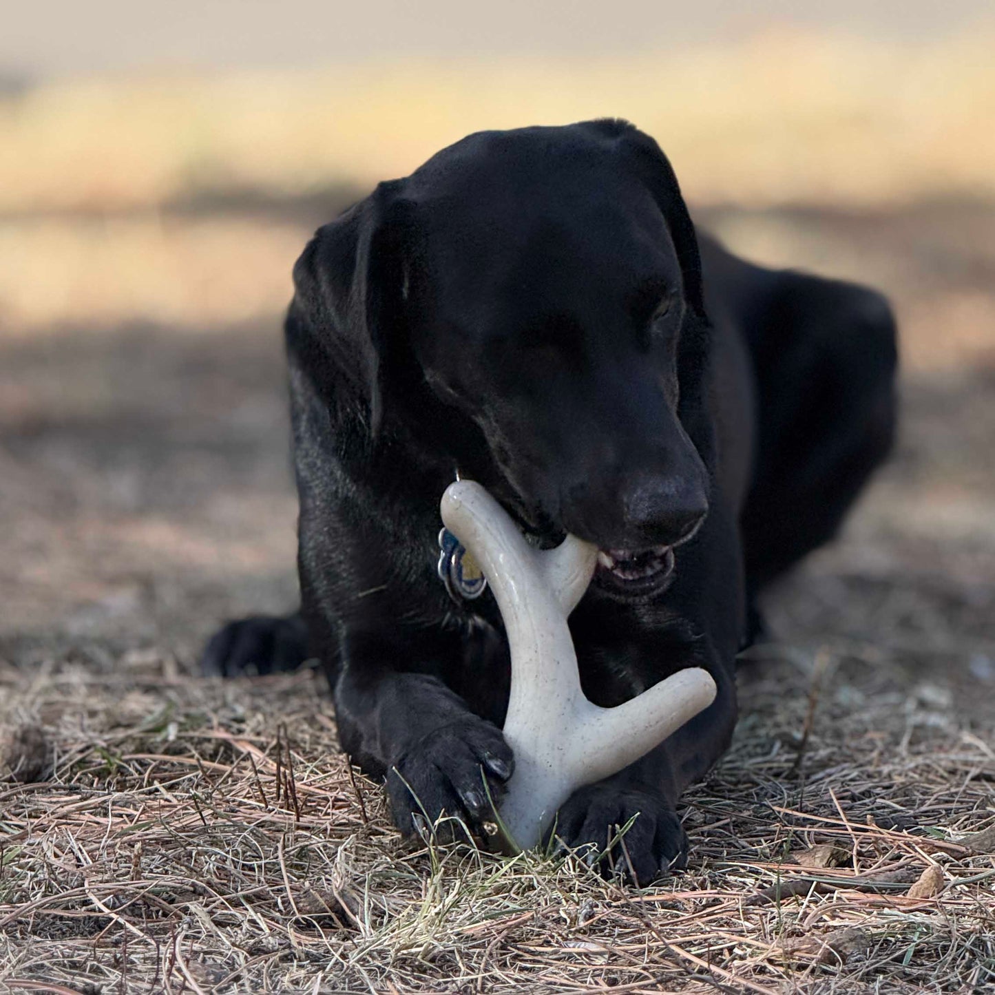 Ever Antler Nylon Chew Bone | Elk Antler Shaped Dog Toy for