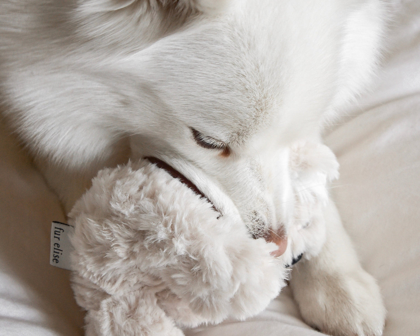 Koko Mini Plushie - Pet Toy - Elise Galleria