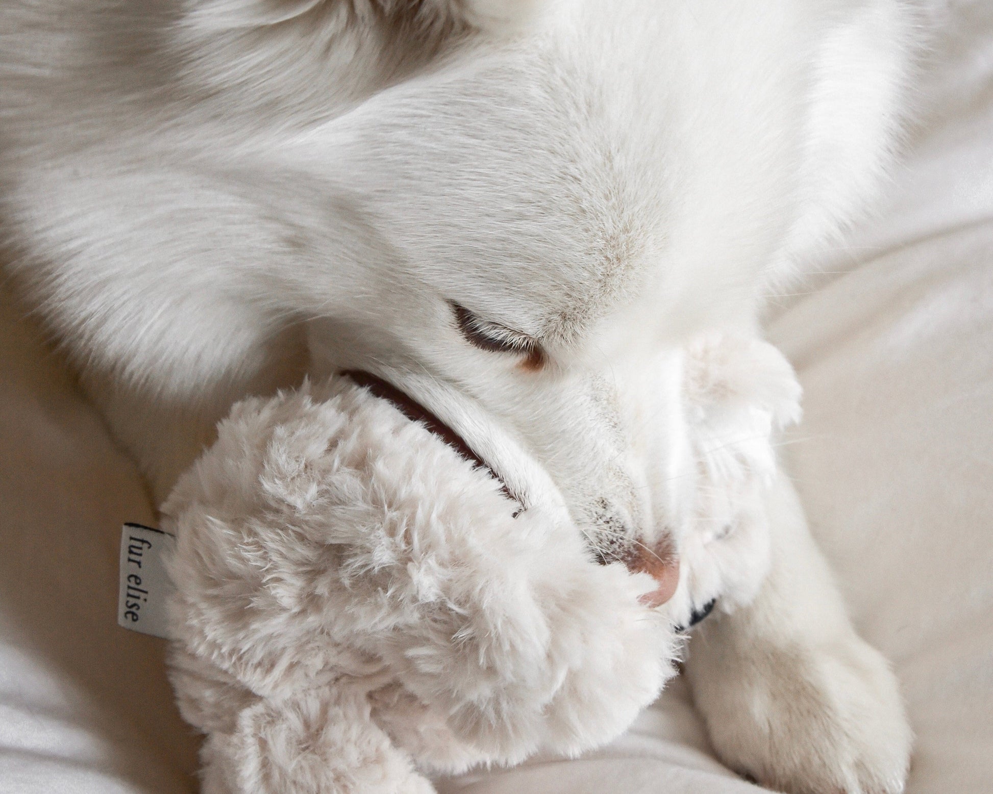 Koko Mini Plushie - Pet Toy - Elise Galleria