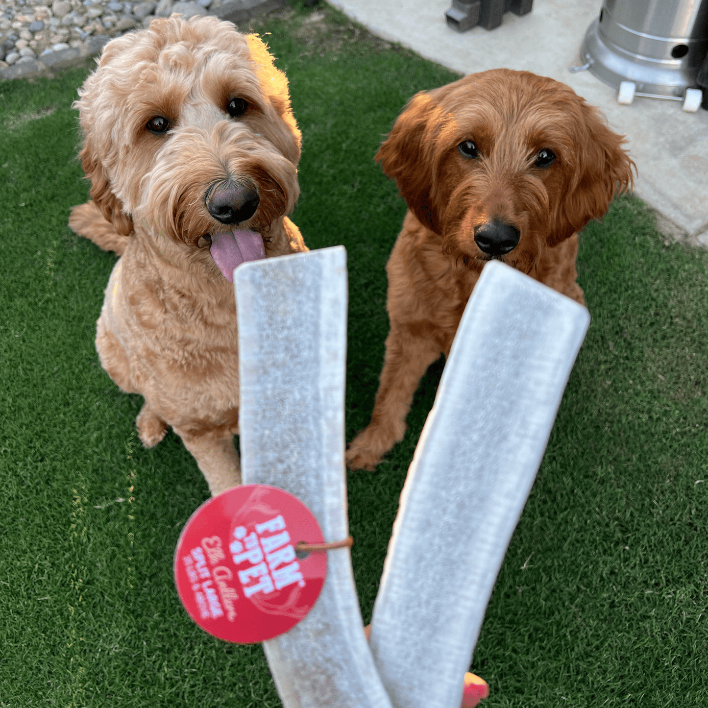 Elk Antlers Dog Chews Whole And Split Options ๐ฆ