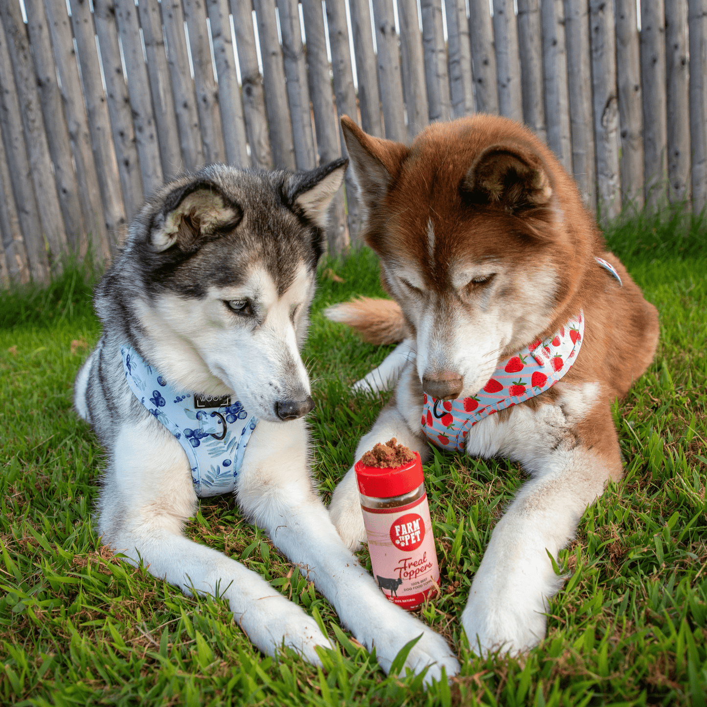 Dog Food Topper Beef Powder Meal Supplement 4oz 🥩