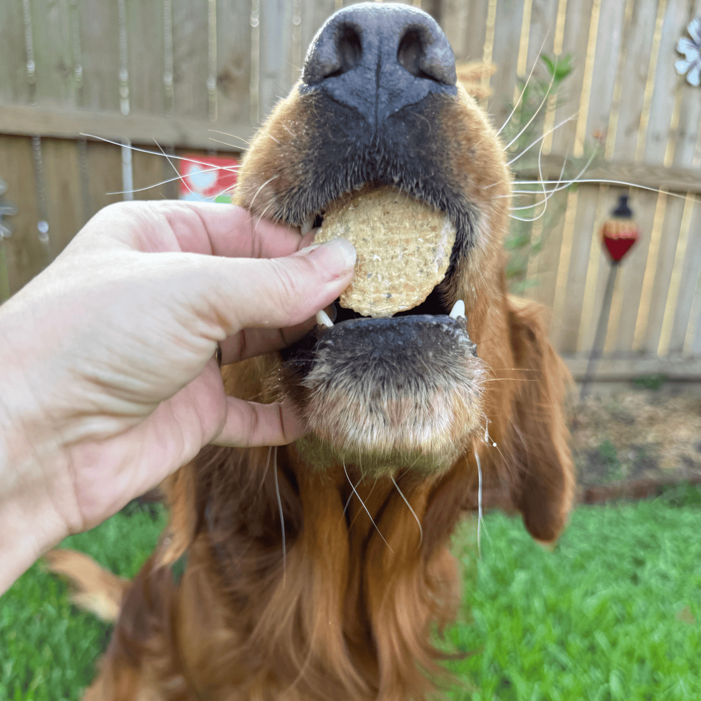 Dog Treats Fish Chips Wild-Caught 4.2 Oz ๐