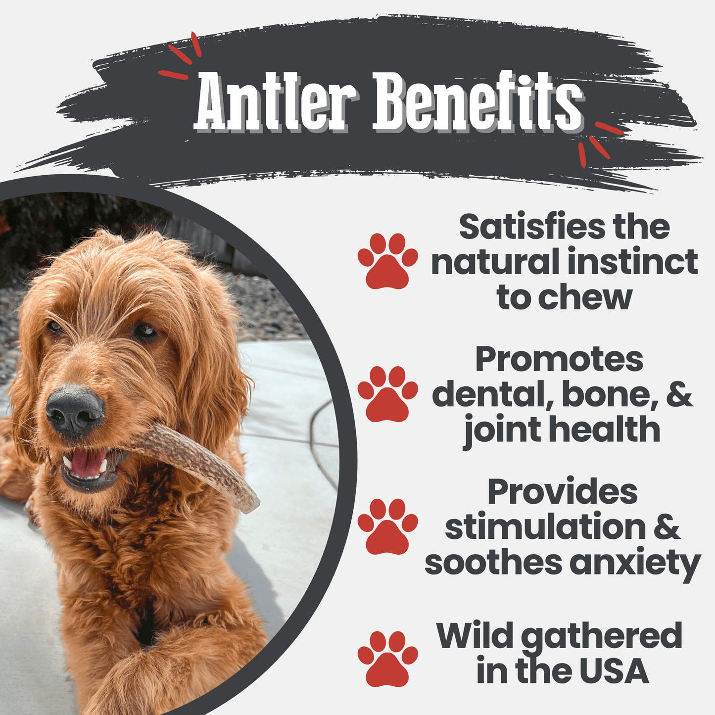 Elk Antlers Dog Chews Whole And Split Options ๐ฆ