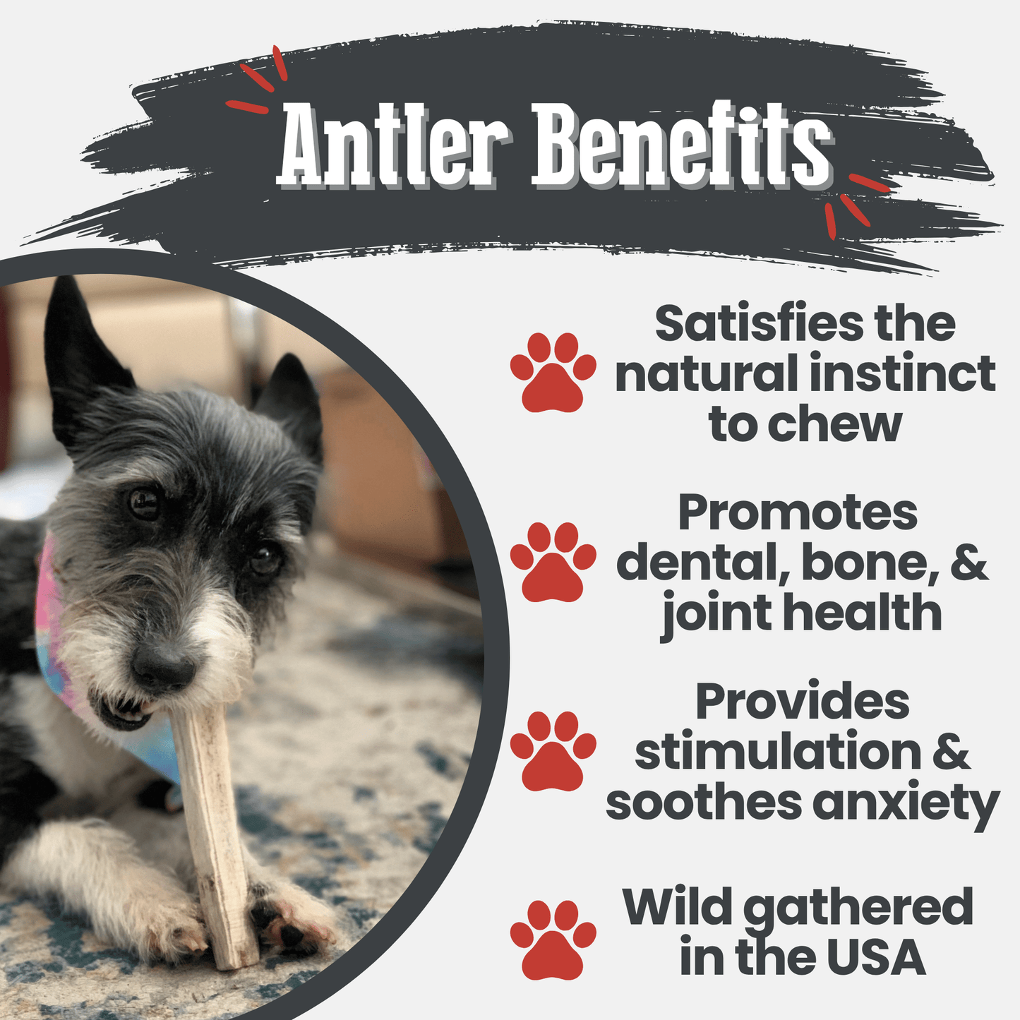 Elk Antlers Dog Chews Whole And Split Options ๐ฆ