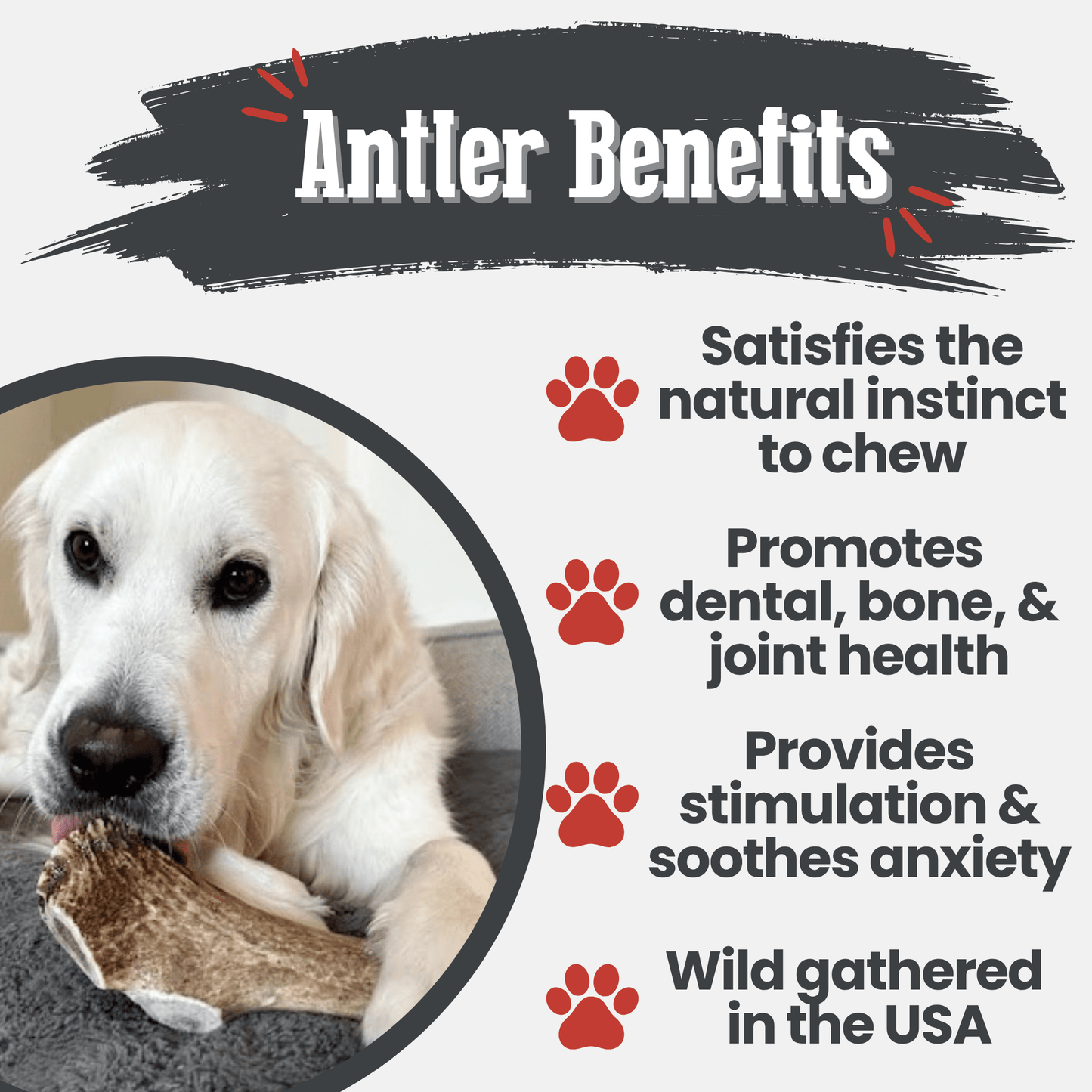 Elk Antlers Dog Chews Whole And Split Options ๐ฆ