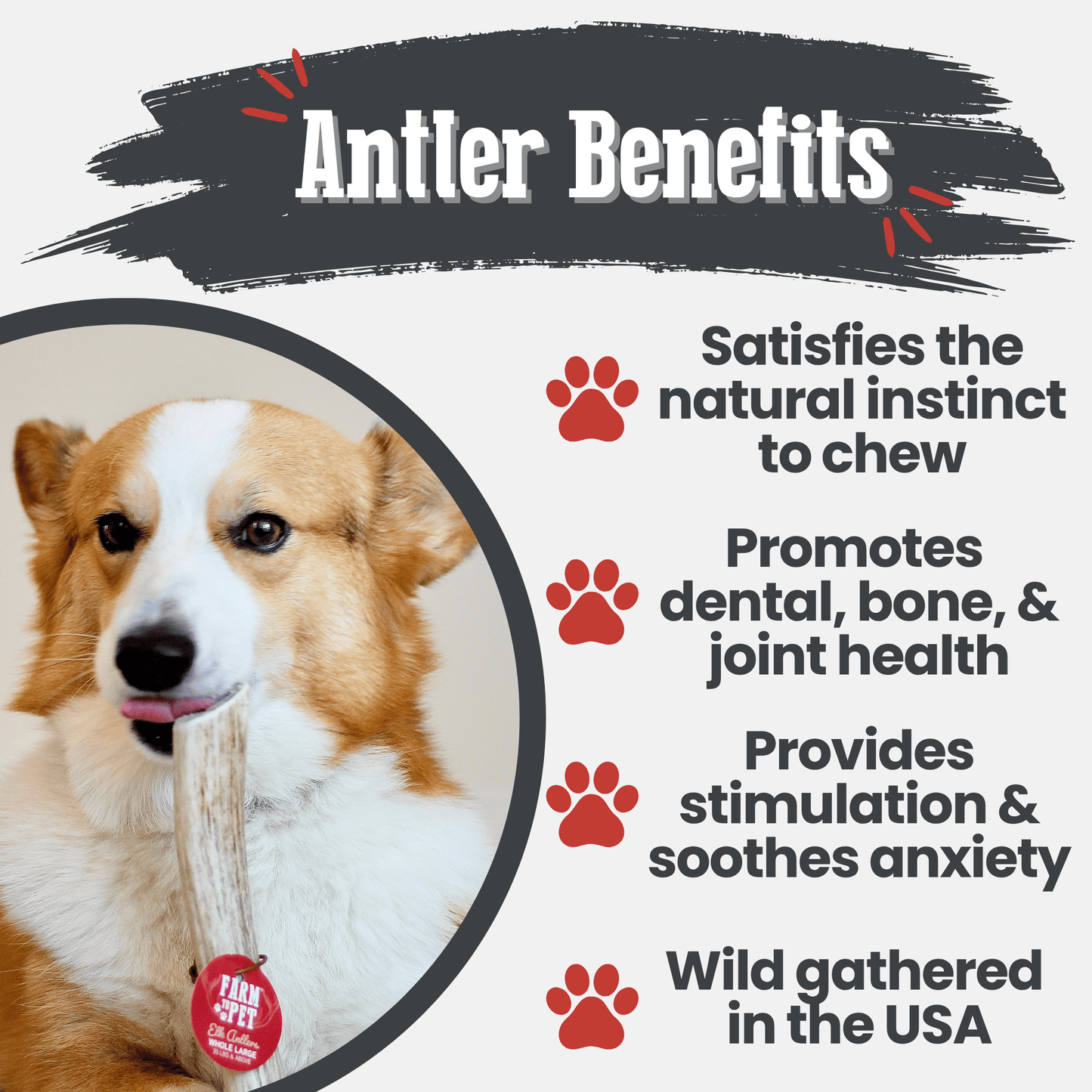 Elk Antlers Dog Chews Whole And Split Options ๐ฆ