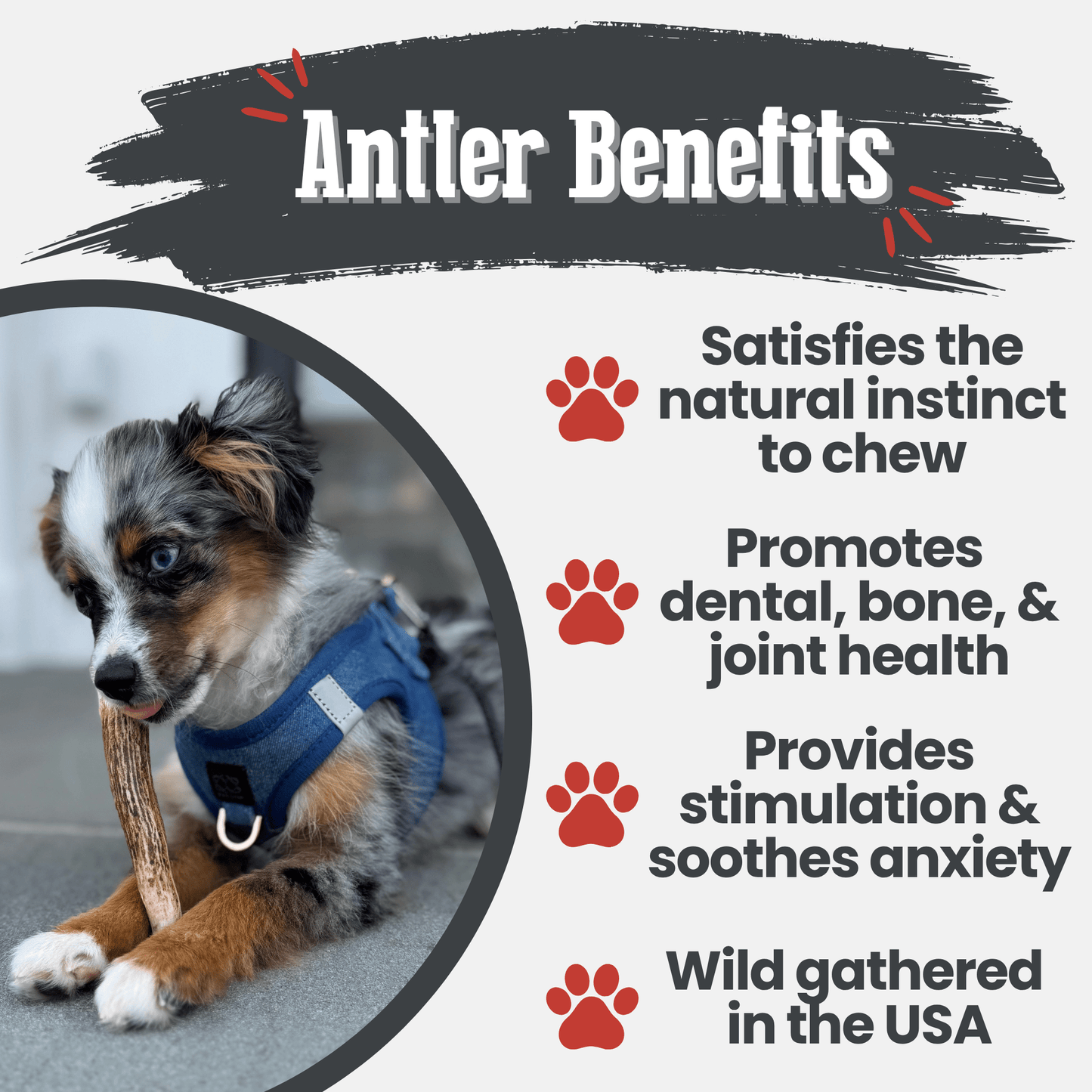 Elk Antlers Dog Chews Whole And Split Options ๐ฆ