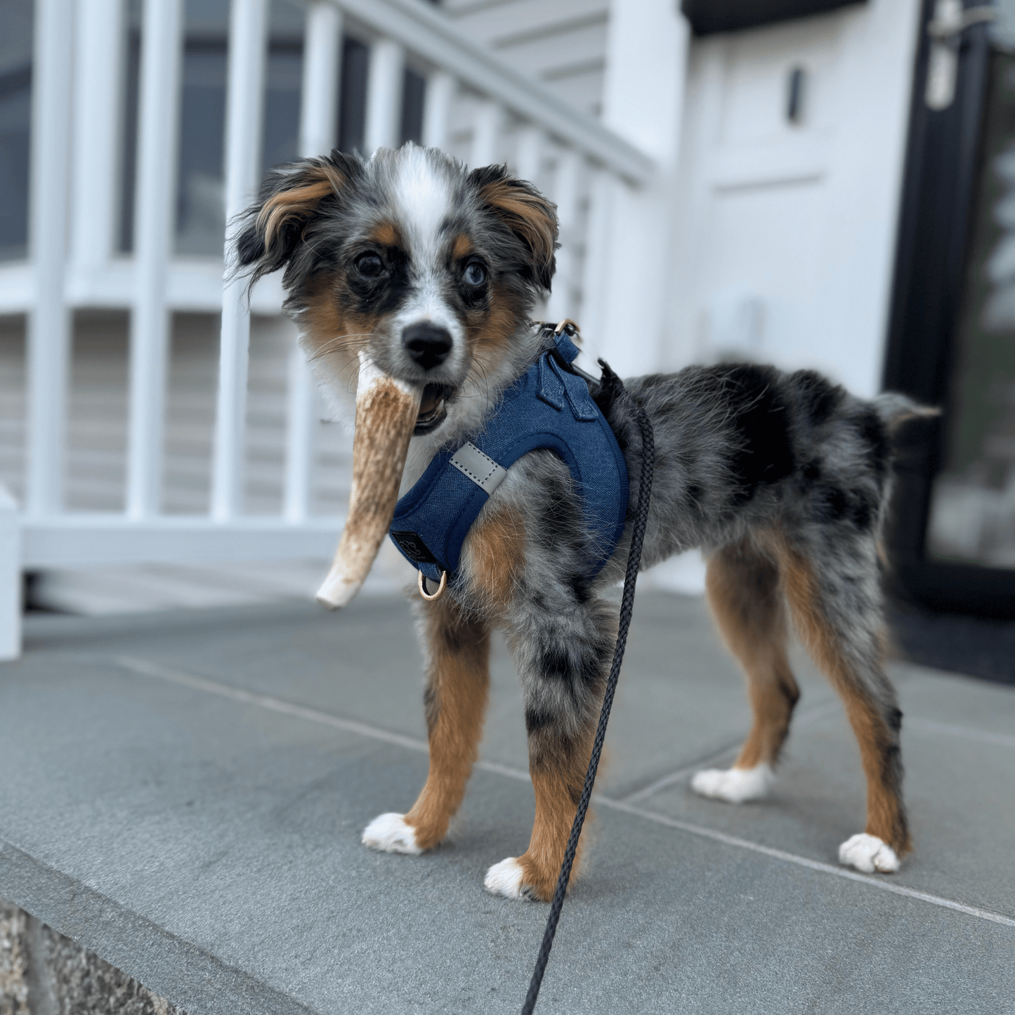 Elk Antlers Dog Chews Whole And Split Options ๐ฆ