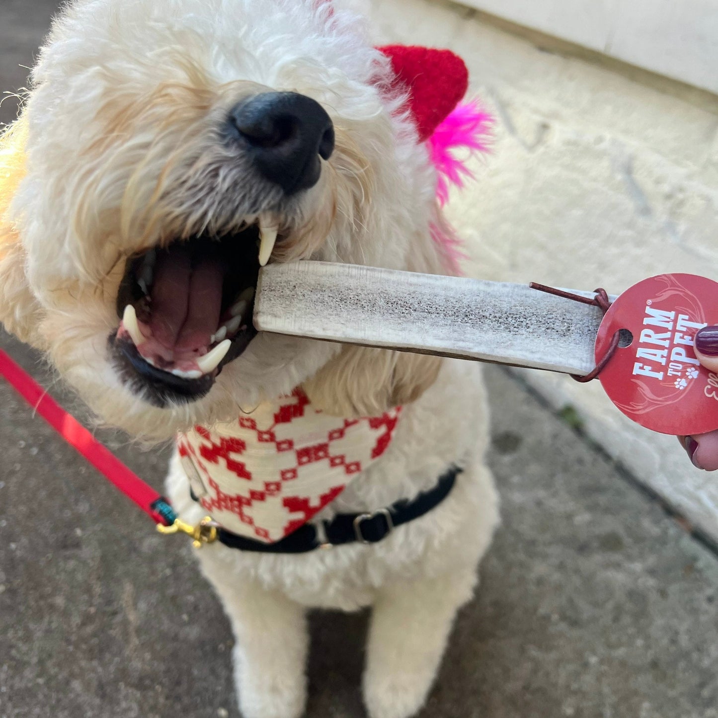Elk Antlers Dog Chews Whole And Split Options ๐ฆ
