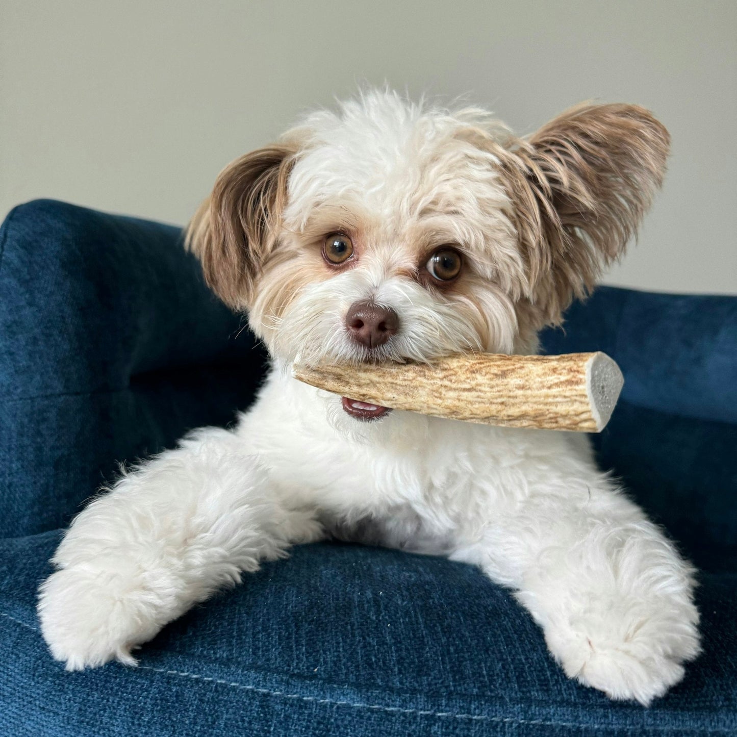 Elk Antlers Dog Chews Whole And Split Options ๐ฆ