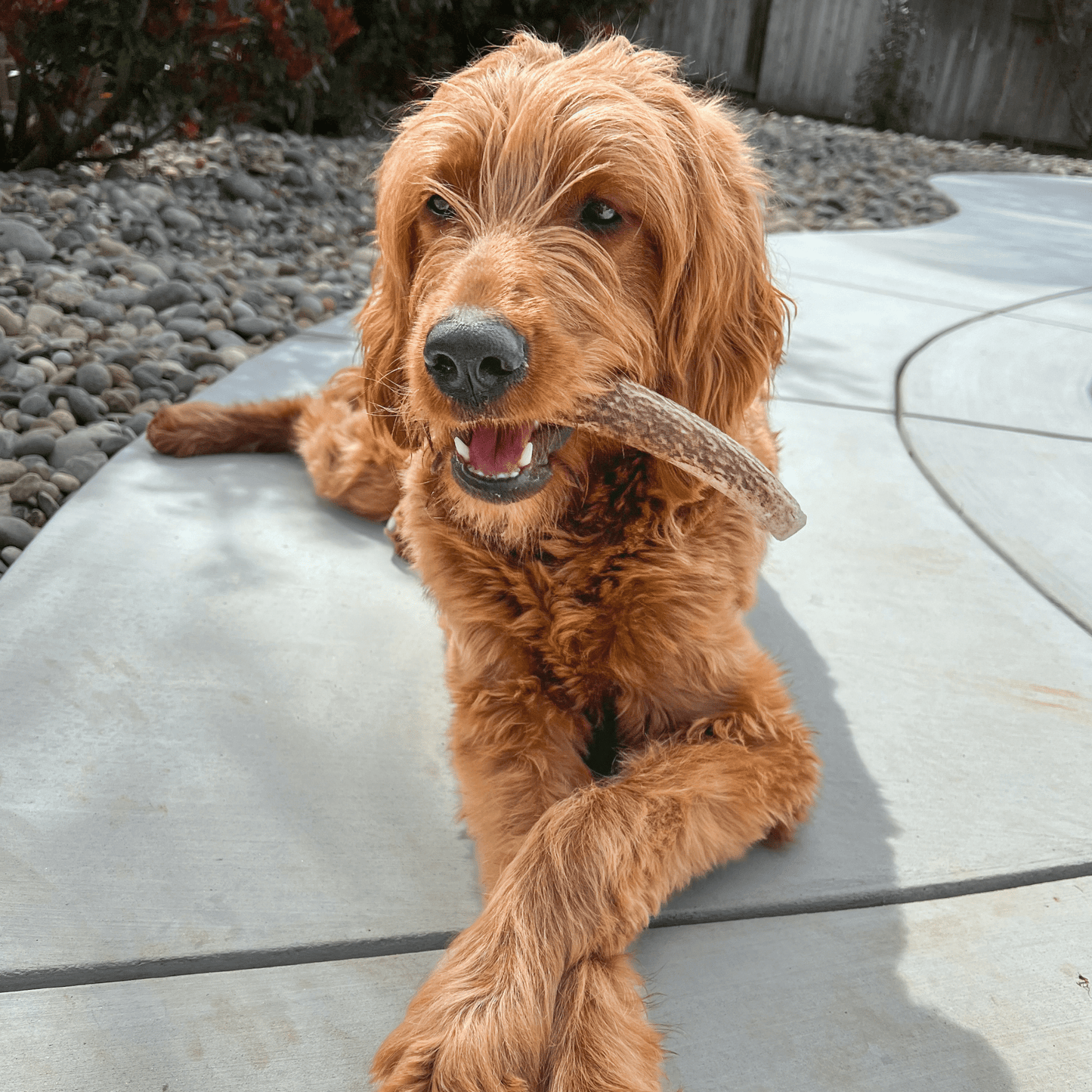 Elk Antlers Dog Chews Whole And Split Options ๐ฆ