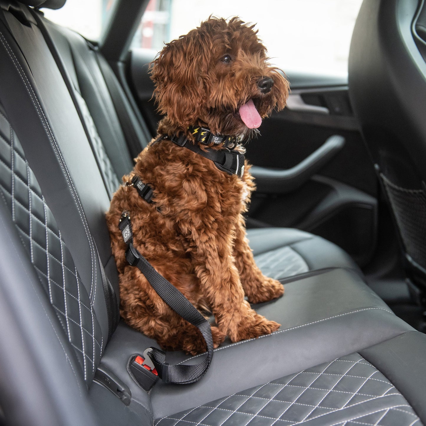 Pet Seat Belt Tether - GF Pet.us