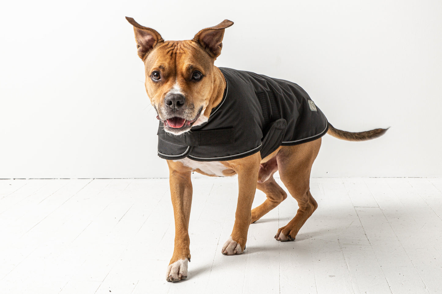 Blanket Jacket - Black - GF Pet.us