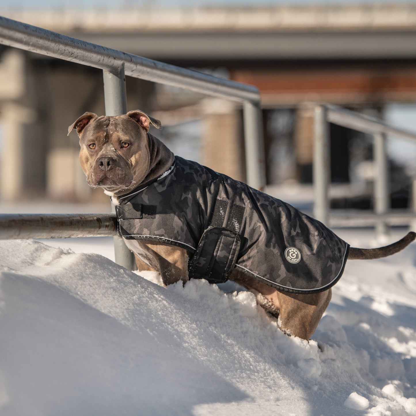 Blanket Jacket - Camo - Jacket - GF Pet.us