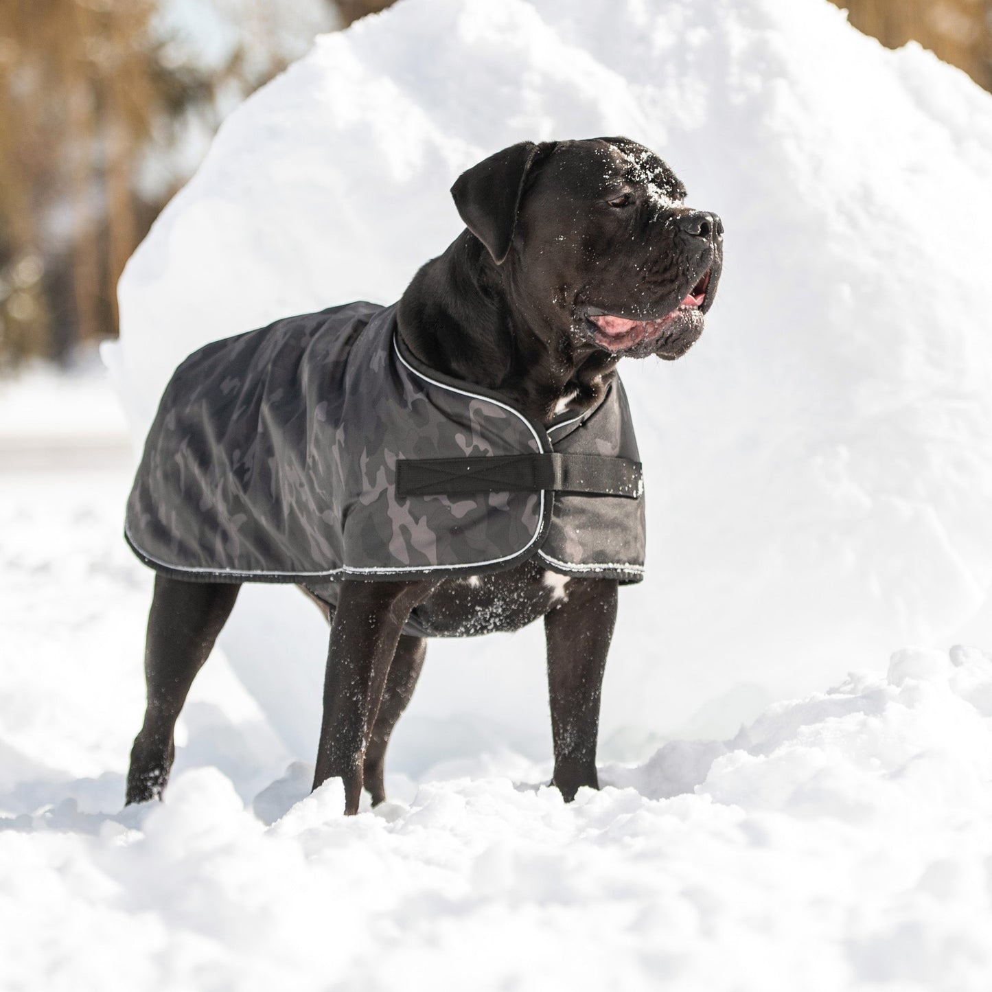 Blanket Jacket - Camo - Jacket - GF Pet.us