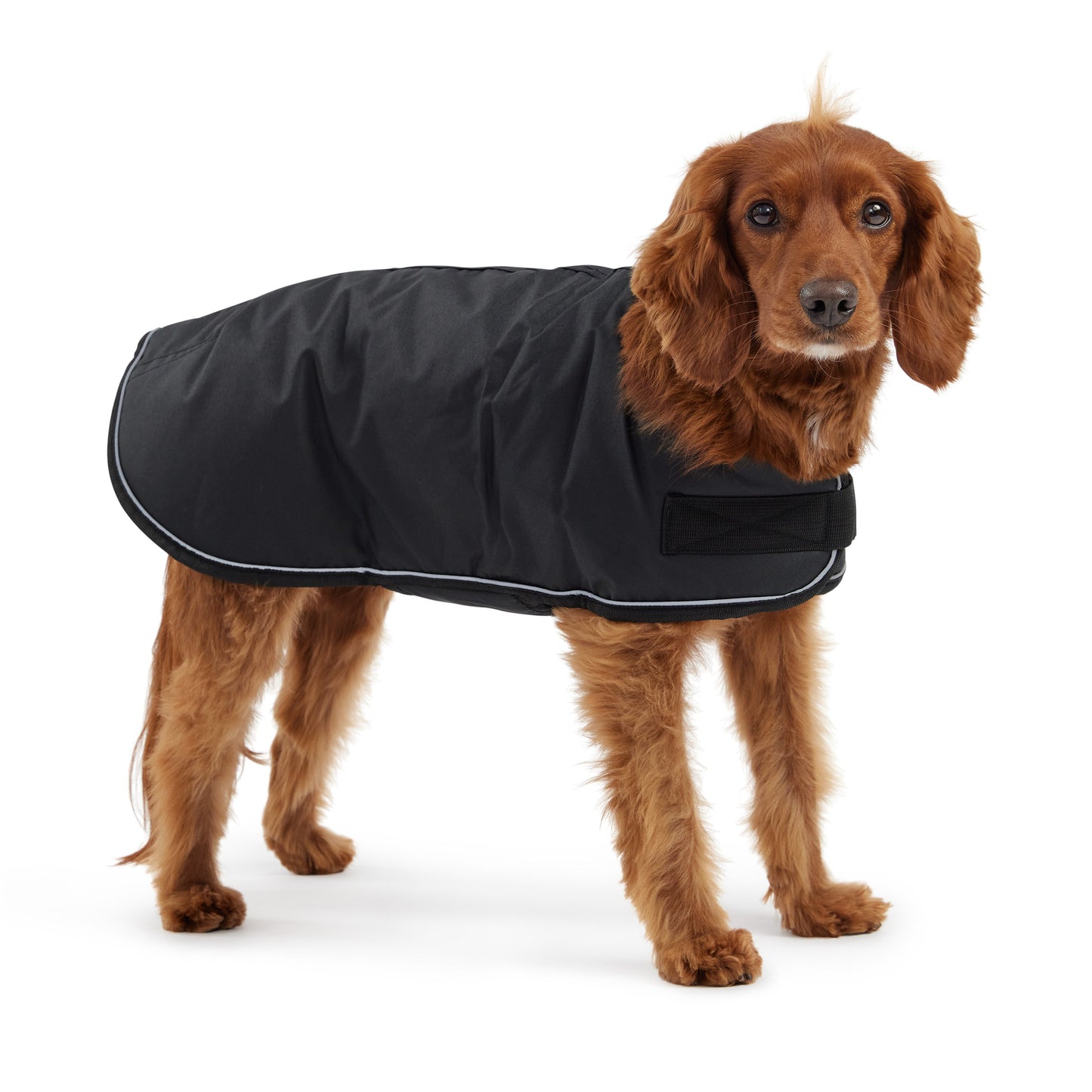 Blanket Jacket - Black - GF Pet.us