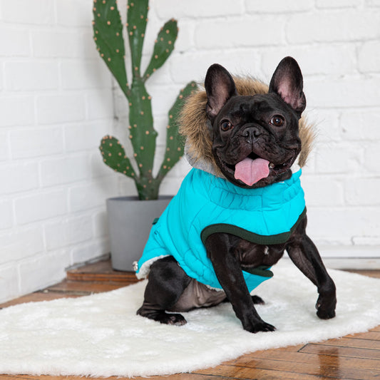 Winter Sailor Parka Aqua Dog Apparel Premium Pet Supply