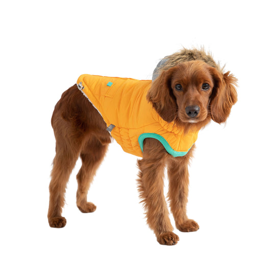 Winter Sailor Parka Yellow Dog Apparel Premium Pet Supply