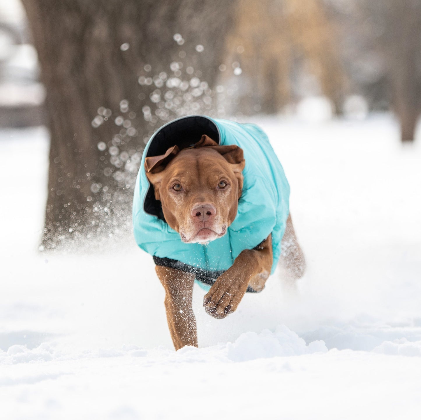 Reversible Chalet Jacket - Black/Aqua - Jacket - GF Pet.us