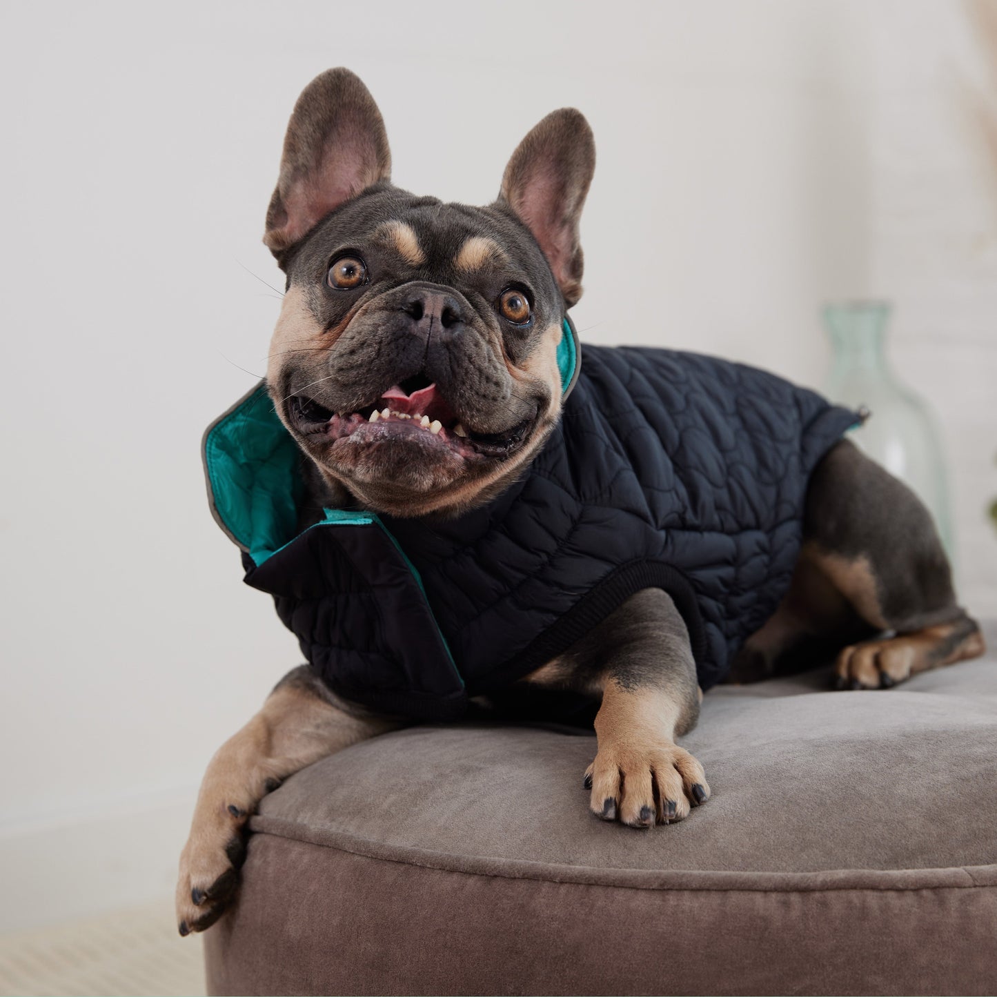 Reversible Chalet Jacket - Black/Aqua - Jacket - GF Pet.us