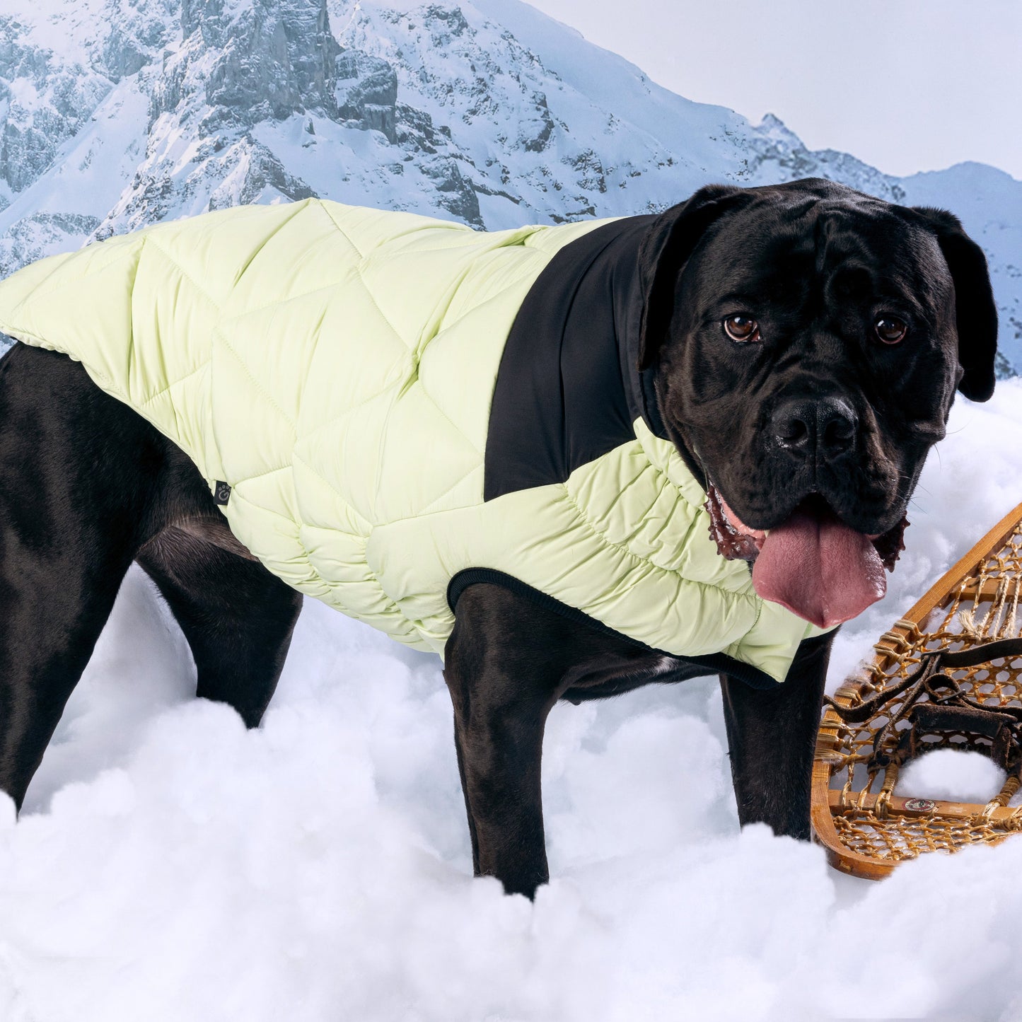 Diamond Puffer - GF Pet.us