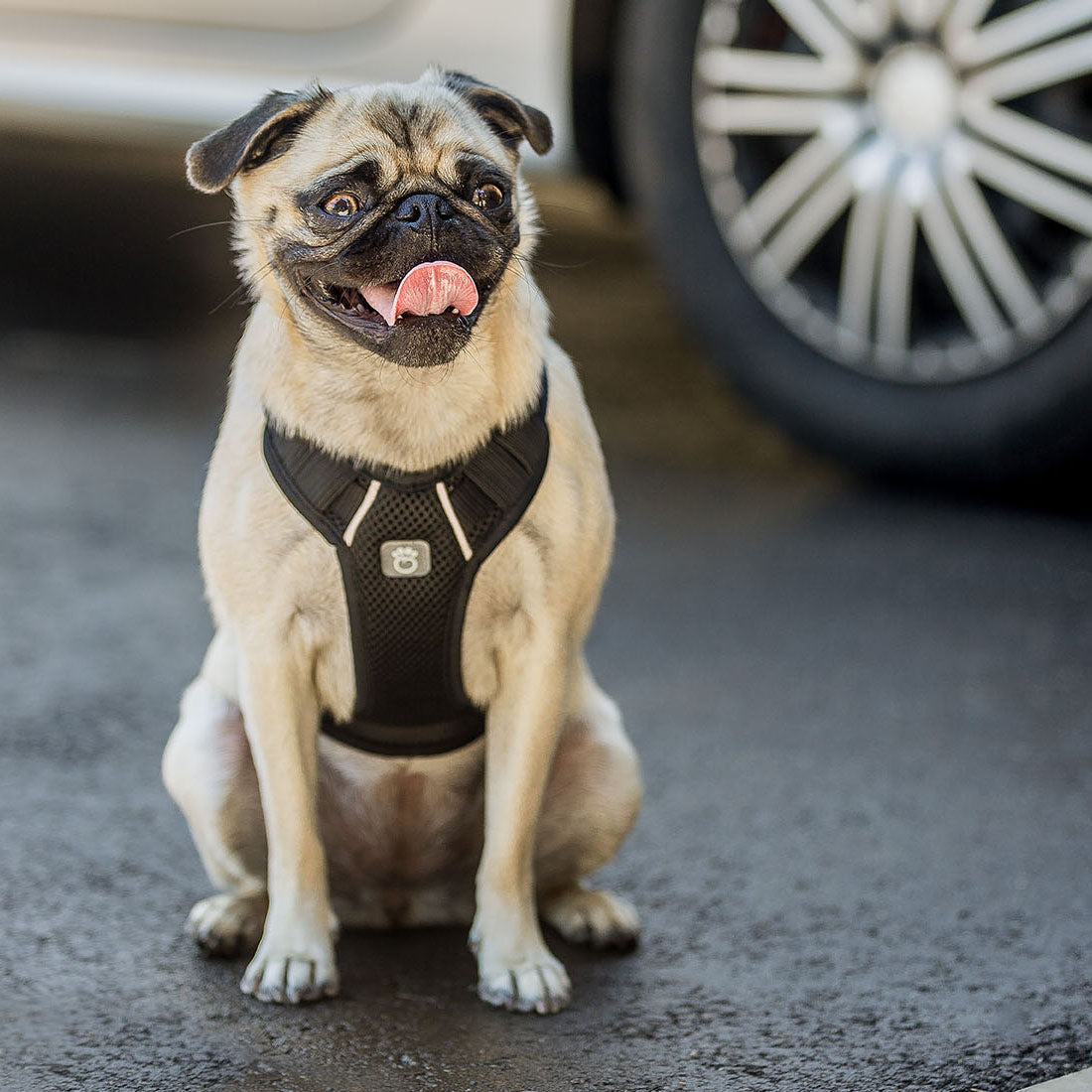 Travel Harness Black ๐