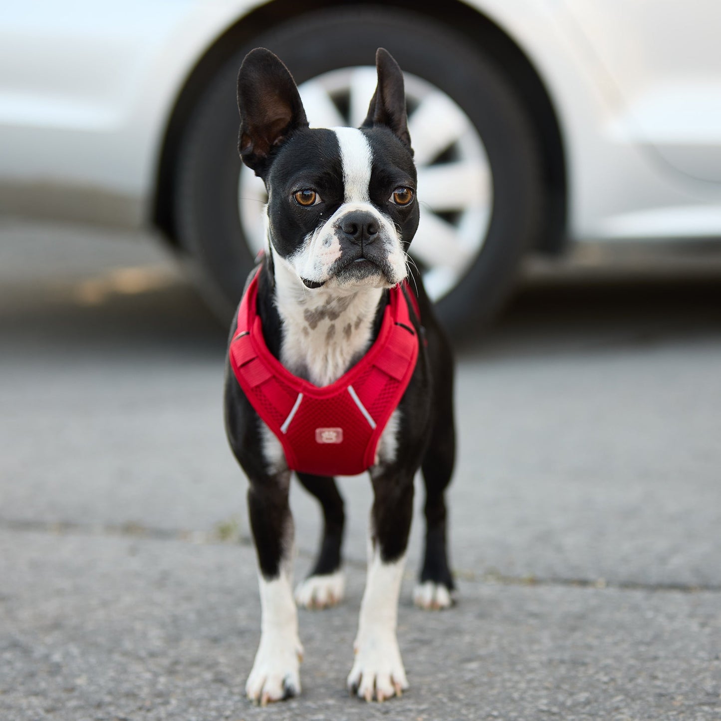 Travel Harness - Red - GF Pet.us